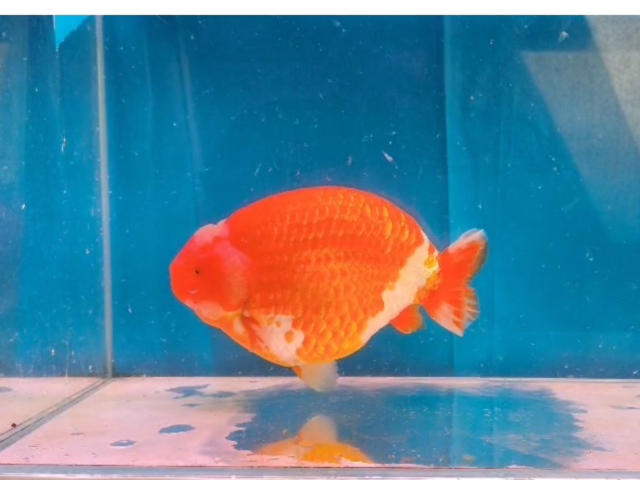 RANCU RED WHITE