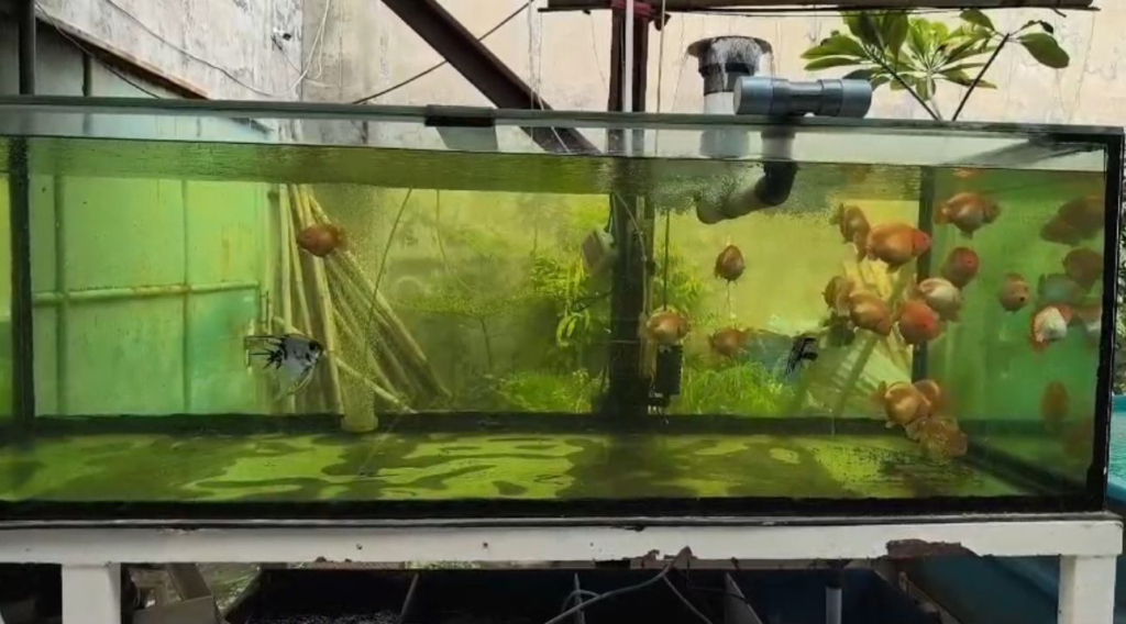 merawat goldfish